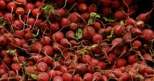 Digital data processing animation overlay on radishes piled together in market. Technology, agriculture, food - Powered by Shutterstock - Get 15% off with code: PIKWIZARD15