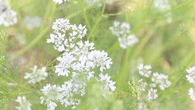 Coriandrum Sativum Flower Cluster in Sunlit Garden: Pollinator-Friendly Herb in Full Bloom. - Powered by Shutterstock - Get 15% off with code: PIKWIZARD15