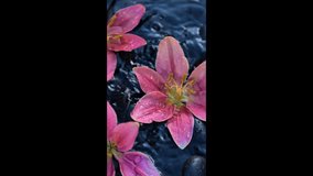 Pink lilies and black pebbles in streams of water.Beautiful vertical videos with moving water and delicate flowers.Floral wallpaper with water drops and streams. Relaxation and relaxation. - Powered by Shutterstock - Get 15% off with code: PIKWIZARD15