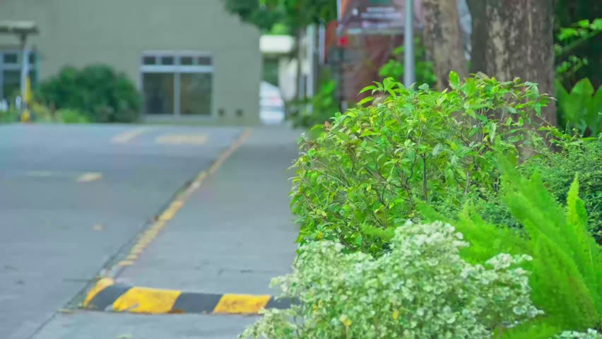 A closeup of plants with flowers on a streetside as a man passed by with a bike in calm atmosphere