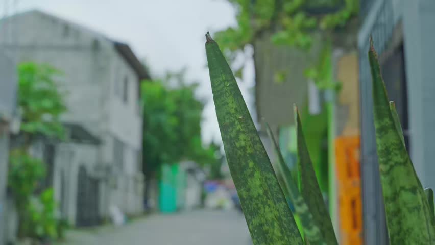 A closeup of green leaves of a plant on a streetside with blurred background of residential buildings on a breezy day