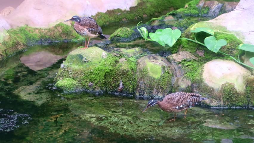 Sunbitterns wading in the water