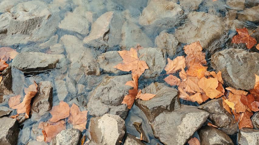 A closeup footage of a puddle with rocks and brown autumn leaves in fall season