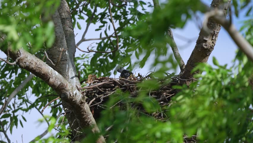 Changeable Hawk Eagle Chick On Tree Nest In Daytime. - static shot