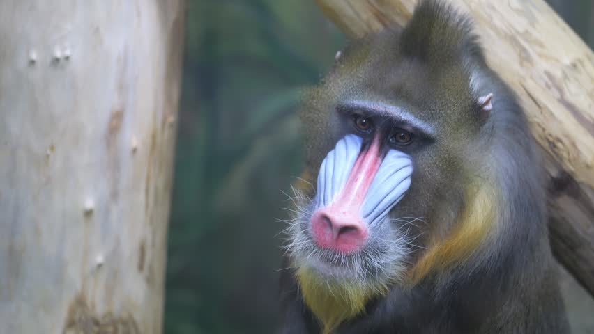 Monkey with a long, colorful, and furry tail is sitting on a tree branch. The monkey has a pink nose and a black and yellow face