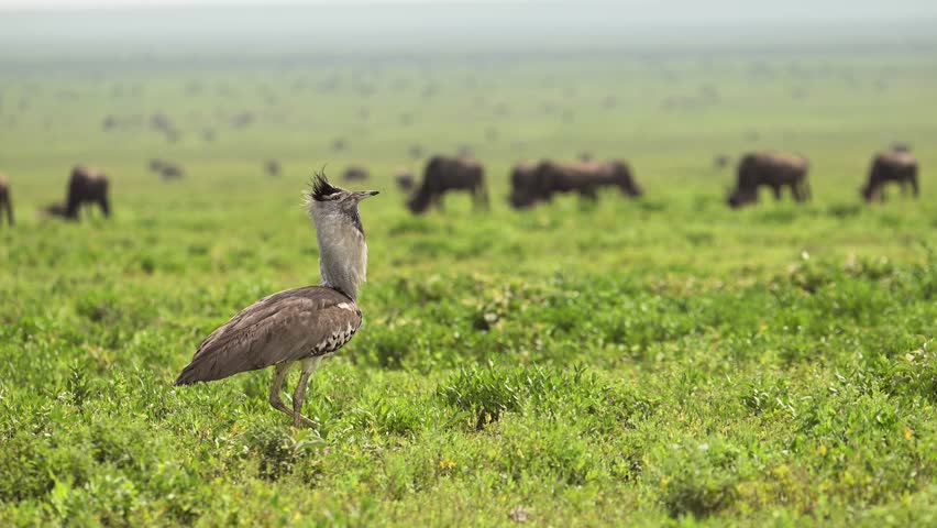 Large Kori Bustard Bird and Wildebeest in Serengeti National Park, African Birds and Birdlife in Open Endless Green Grass Plains During Graet Migration of Migrating Wildebeest in Tanzania in Africa