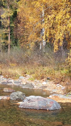 Vertical drone video of Altai river Kumir. Camera moves sideways over water surface at a low altitude. 