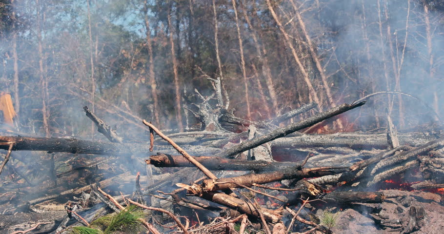 Forested area shows devastation from wildfire aftermath with fallen trees, smoke rising in sunlight.