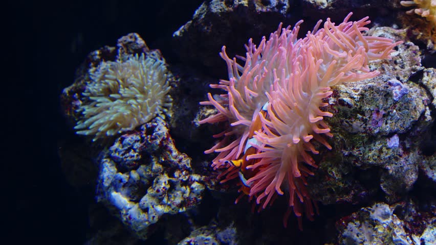 Beautiful underwater coral reef tropical clownfish fish. Deep sea coral reef with swimming false percula clown fish. Extraordinary underwater marine world. Lisbon Aquarium and oceanarium.