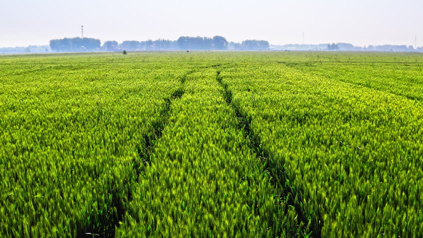 Green wheat field with tire tracks in the countryside