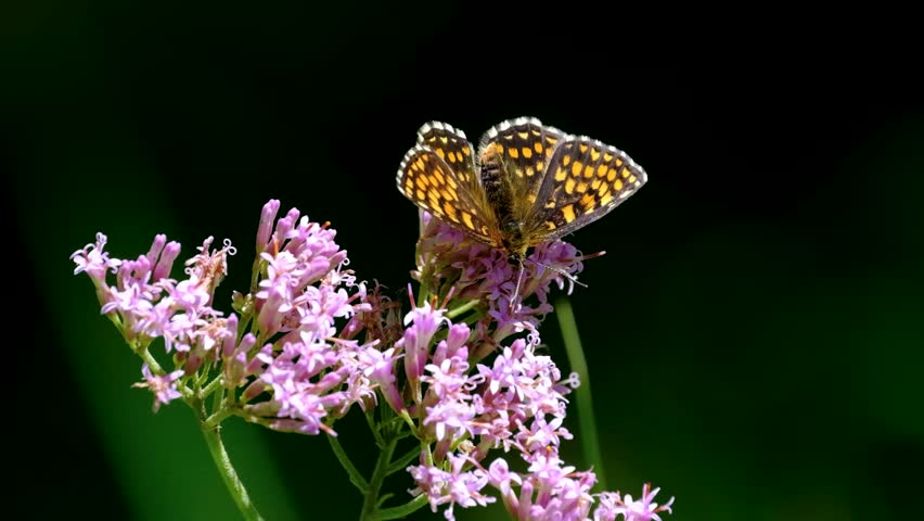A butterfly feeds on a pink flower, wings open wide, set against a dark green natural background.