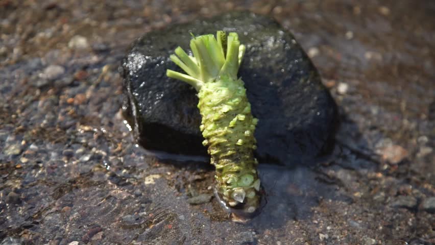 Beautiful water and fresh raw wasabi