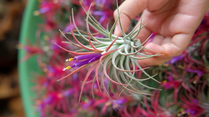Hand holding a flowering Tilladsia ionantha rubra with a background of many blooming tillandsia fuego