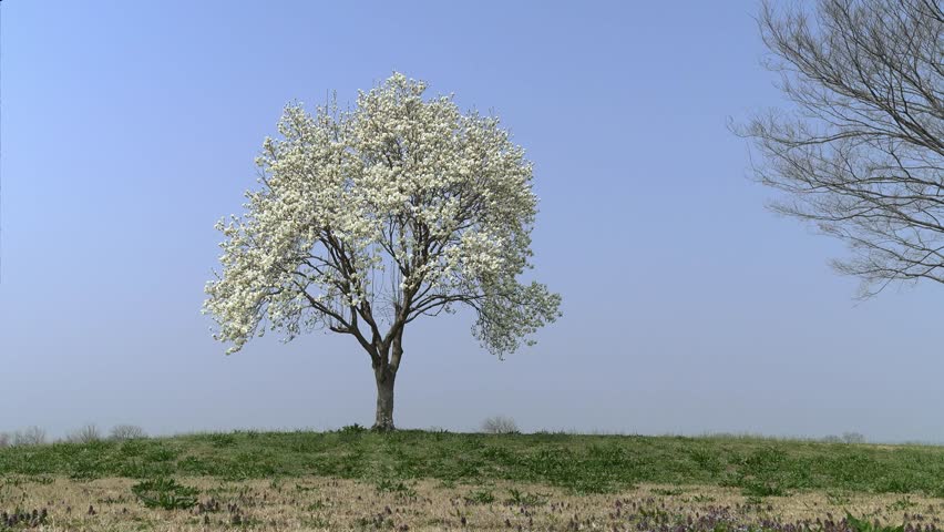 A large tree, blue sky, and white magnolia flowers in full bloom