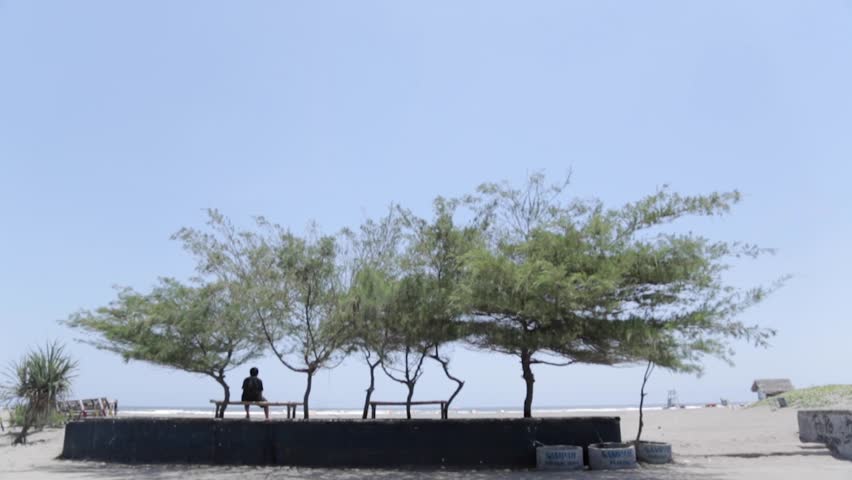 Trees on the beach with a beautiful bright blue sky background