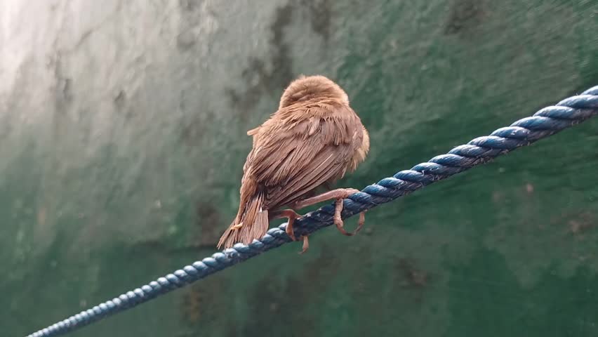 a cute little bird perched on a clothesline
