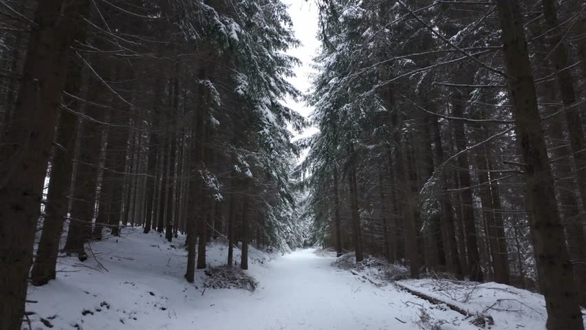Winter trail in the forest. Trees covered with snow in a dense forest from a first person perspective