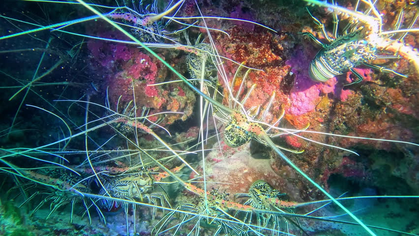 Painted spiny lobsters whip their antennae back and forth.