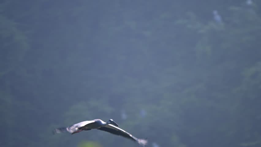 Openbill stork soaring with widespread wings, gliding gracefully over lush forest landscape in natural wildlife environment of Asia. Slow motion footage