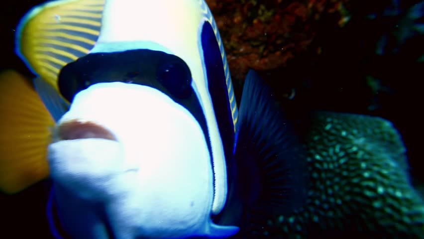 Emperor Angelfish super close up