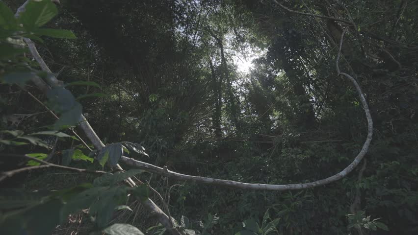 calm forest, hd video, canon eos r c-log 8bits