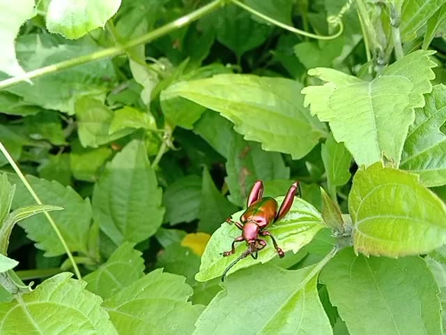 Red metallic beetle on green leaves