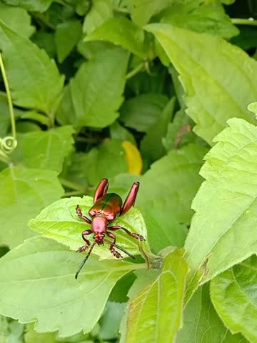 Red metallic beetle on green leaves