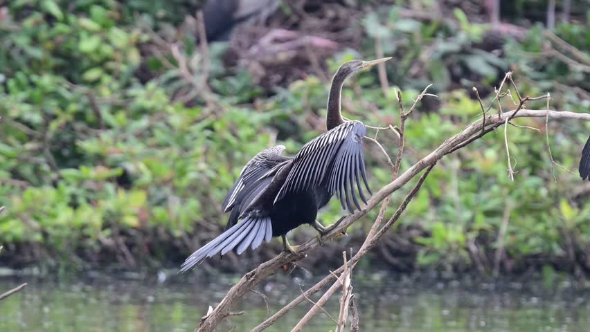 Migratory birds - Dater wandering around the marsh land of Vedanthangal Bird Sanctuary - Chennai - Tamil Nadu - India 