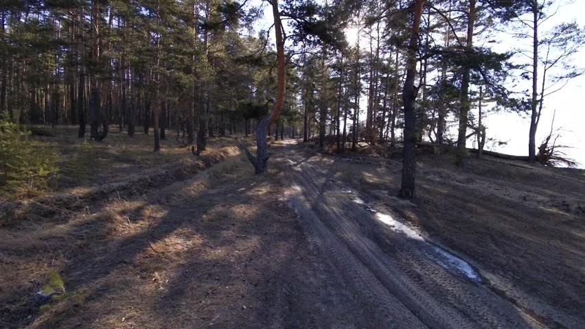 Forest landscape. Fast flight along a forest path on a drone. Morning dawn in a pine forest.