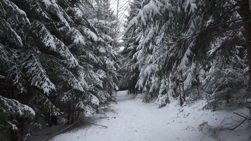 A snowy path winds through the winter forest, surrounded by tall, silent trees. Footsteps crunch softly in the fresh snow as a lone traveler walks, embraced by the cold stillness of nature.