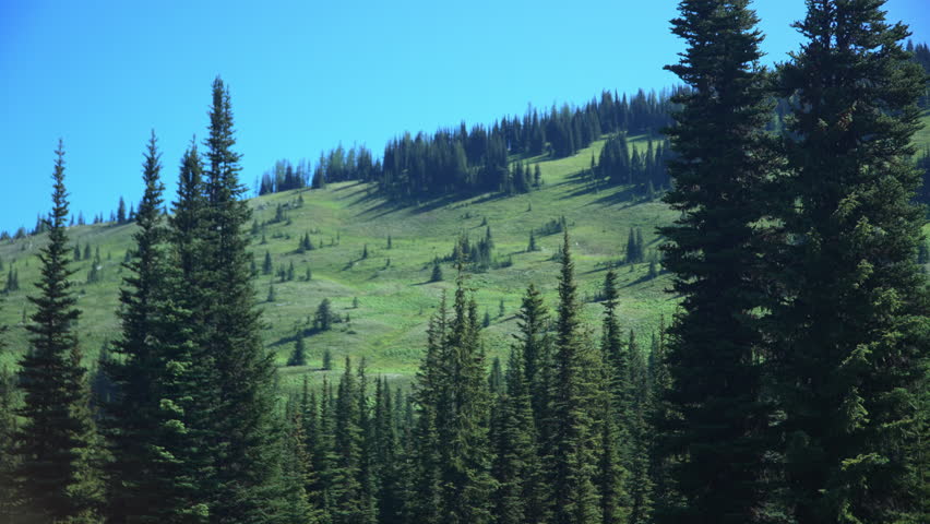 Panorama Of Green Mountain With Pine Trees On A Sunny Day. - wide shot