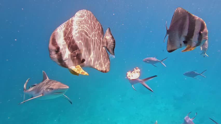 Reef sharks and other fish in the indian ocean off the coast of the Seychelles. Underwater slow motion shot. Marine life with sharks swimming alongside colorful fish in clear ocean waters