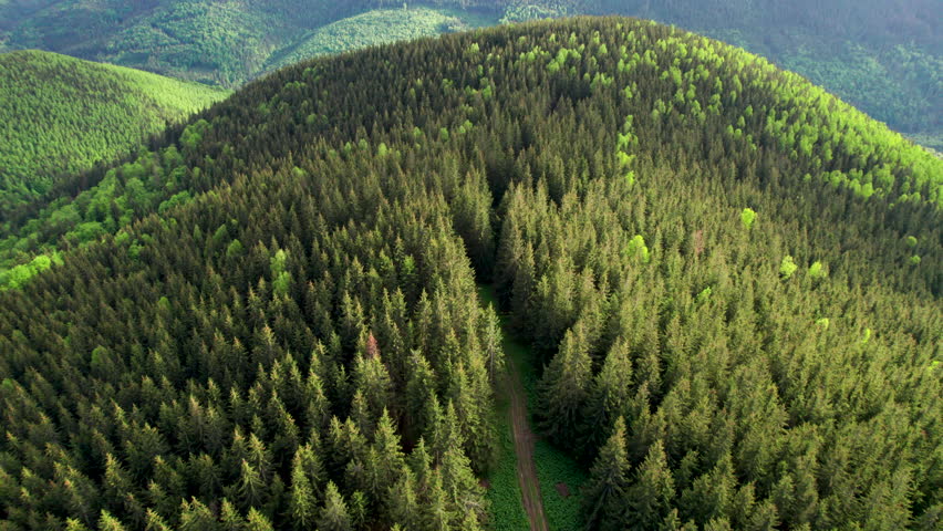 Aerial view green mountain landscape. Rolling hills covered in dense pine forests and trees stretch into the distance. Contrasting shades of green and distant peaks create a serene, picturesque view.