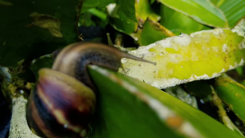 Snail on Green Leaf. Garden Snail Close-up
