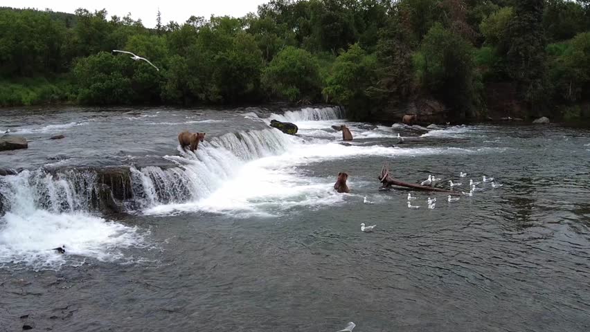 A drone view of Alaska Brown Bears on the stream fishing for Salmon and seagulls around in Katmai National Park and Preserve in Alaska