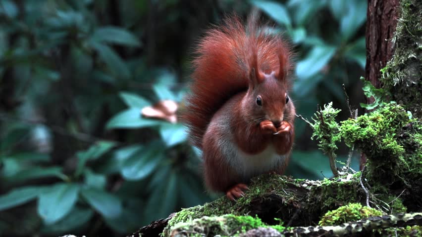 A closeup of Red Squirrel eating on a mossy tree against blurred background