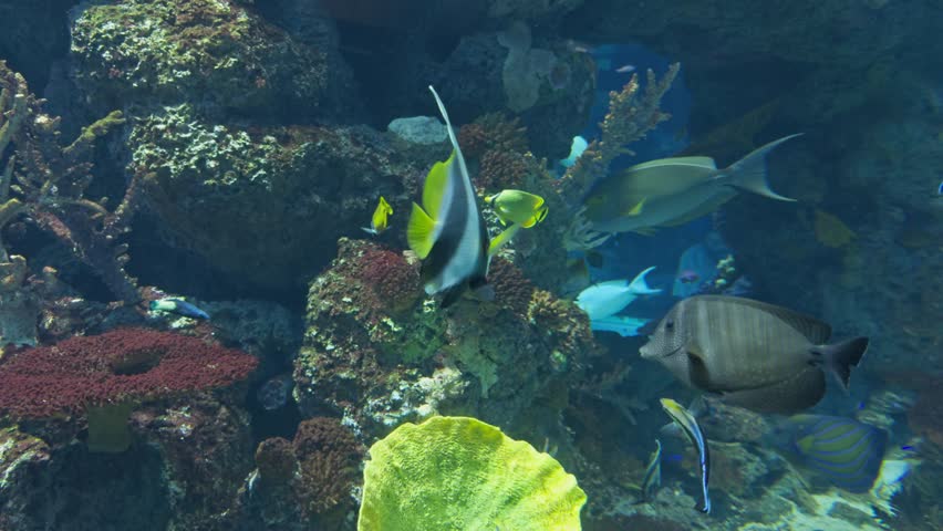 A closeup of Doctorfish tang, Acanthurus blochii and Schooling bannerfish swimming in a sea aquarium near coral reef and other species in Singapore