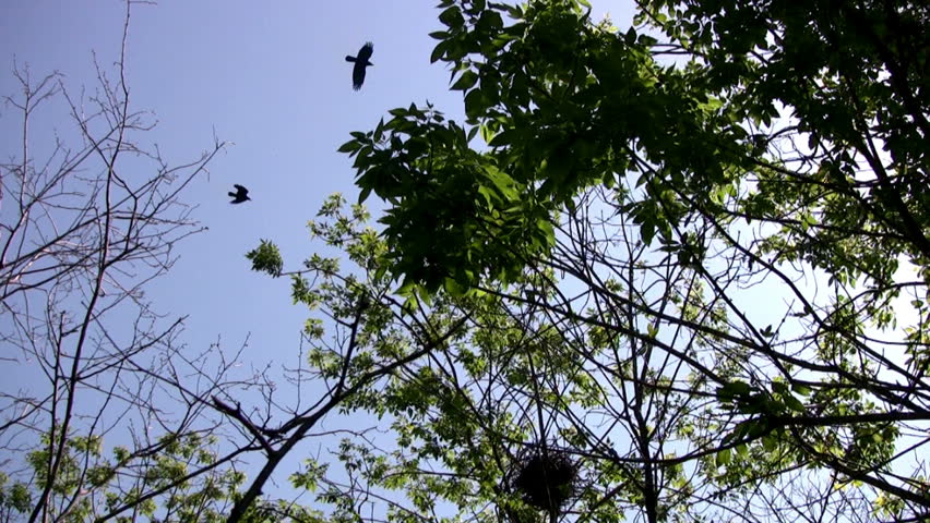 Solar cloudless weather. Against the blue sky - a lot of crows and trees with