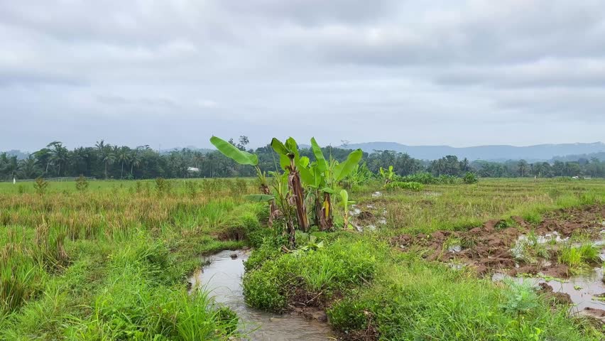 small stream flowing through rice fields under a cloudy sky