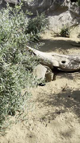 zoo meerkat on hind legs in the sun 