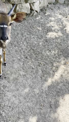 graceful antelope in a sunny zoo enclosure 