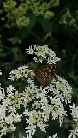 The beauty of wild flowers is visited by butterflies looking for honey in the flowers