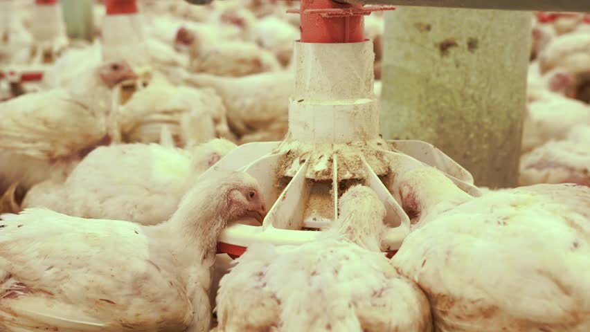 A group of chickens gathered around an automatic feeder in a poultry farm, feeding in a commercial setting