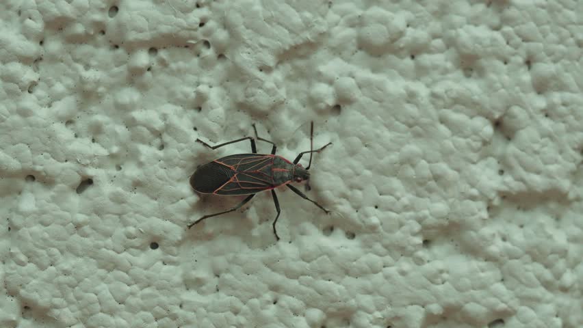 A macro shot of Western boxelder bug is sitting still on a white textured wall