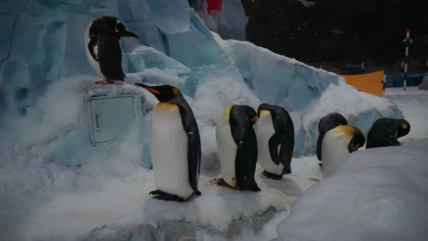 A group of Penguins in snowy atmosphere at SeaWorld Abu Dhabi marine life theme park in United Arab Emirates