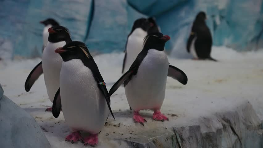 A closeup slow-motion of a group of Penguins in snowy atmosphere at SeaWorld Abu Dhabi marine life theme park in United Arab Emirates