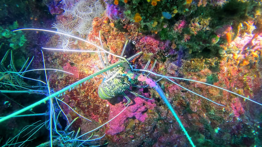 Painted spiny lobster on a coral reef.