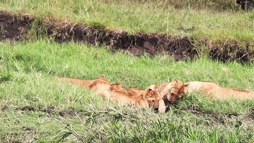 Powerful lioness carrying warthog prey across green grassland, running with pride members chasing behind her in Kenyan savanna ecosystem