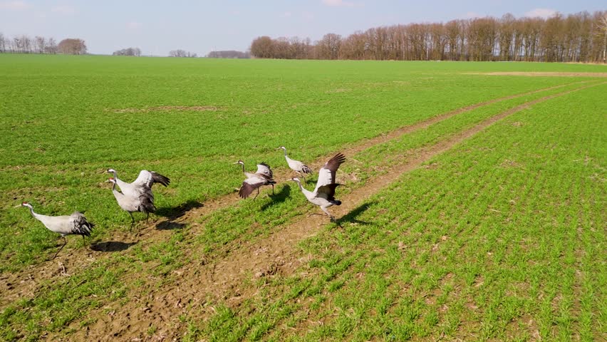 Cranes fly away beautiful sunny day