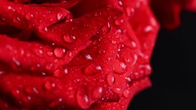 Raindrops fall on bright delicate petals of a red rose, bright fresh rose close-up - Powered by Shutterstock - Get 15% off with code: PIKWIZARD15